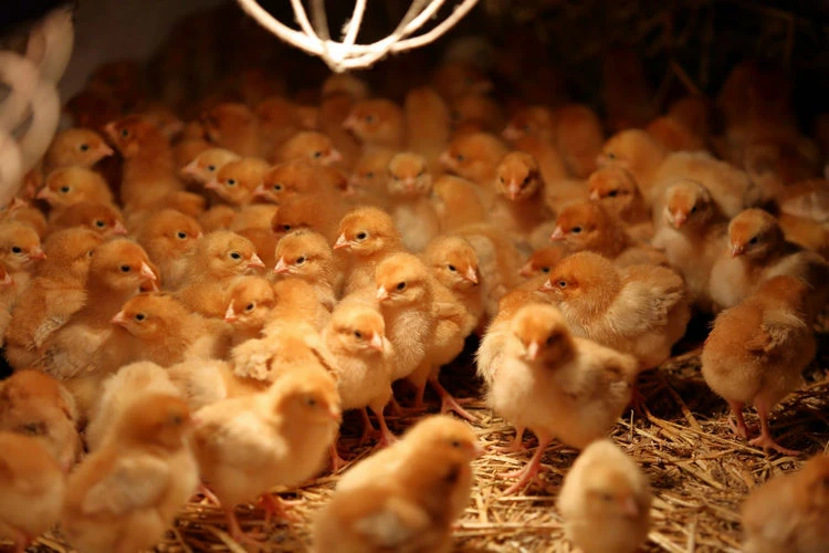 best light for egg production