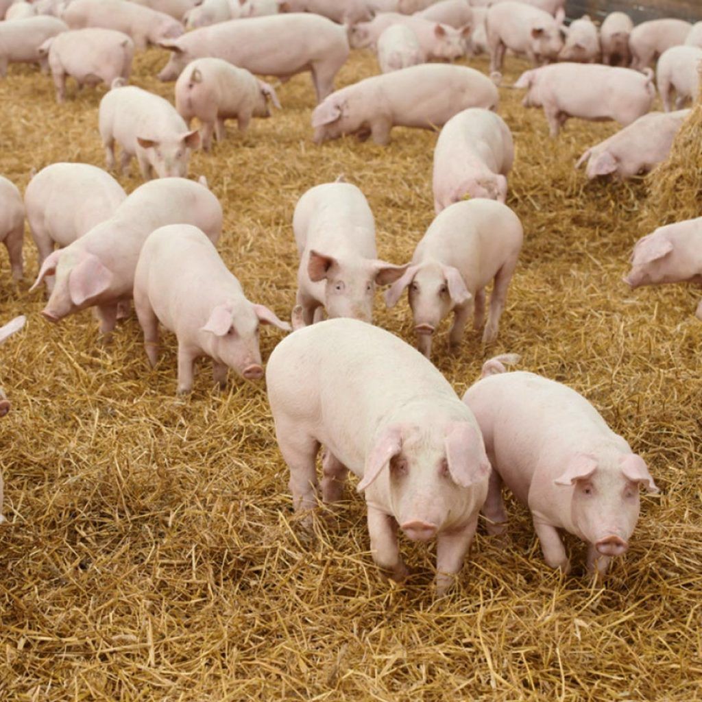 pig-led-lights-1024x1024