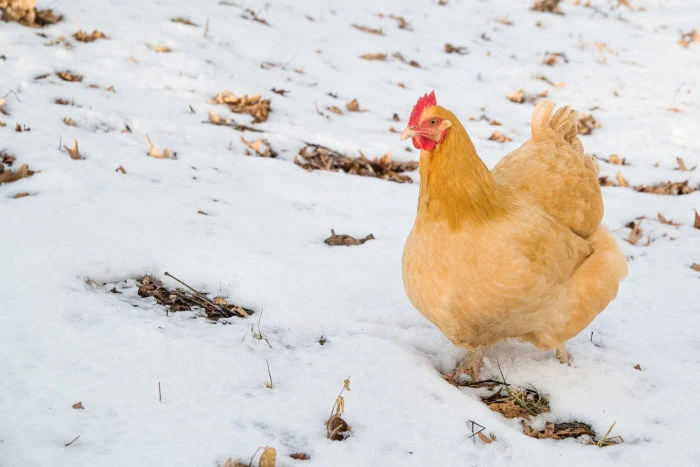 light and egg production