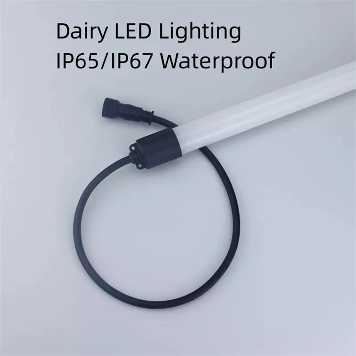 dairy led lighting