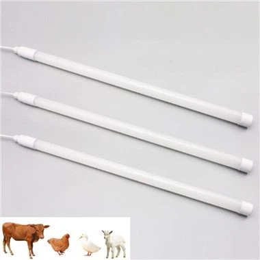 Ekleraj siplemantè pou poul