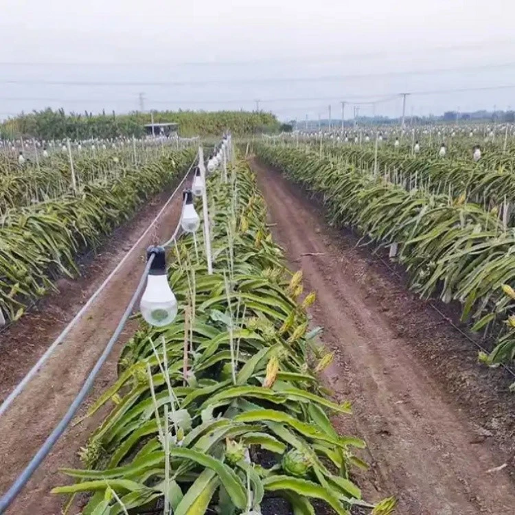 Full Spectrum LED Plant Light Full Spectrum LED Plant Light